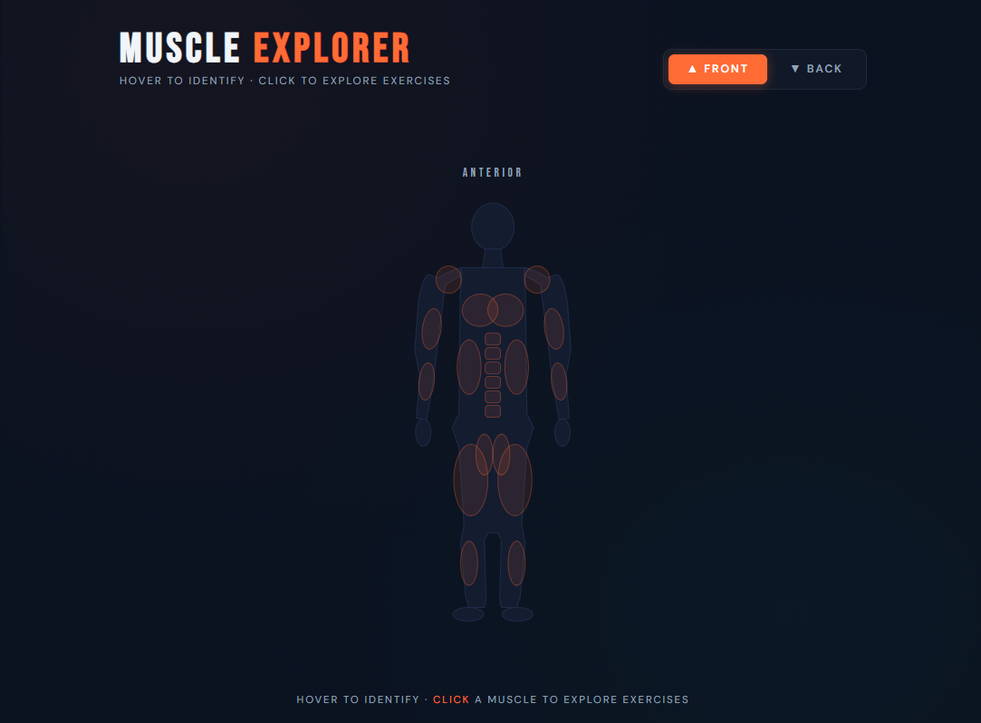 Muscle Explorer interactive interface showing anterior muscle groups